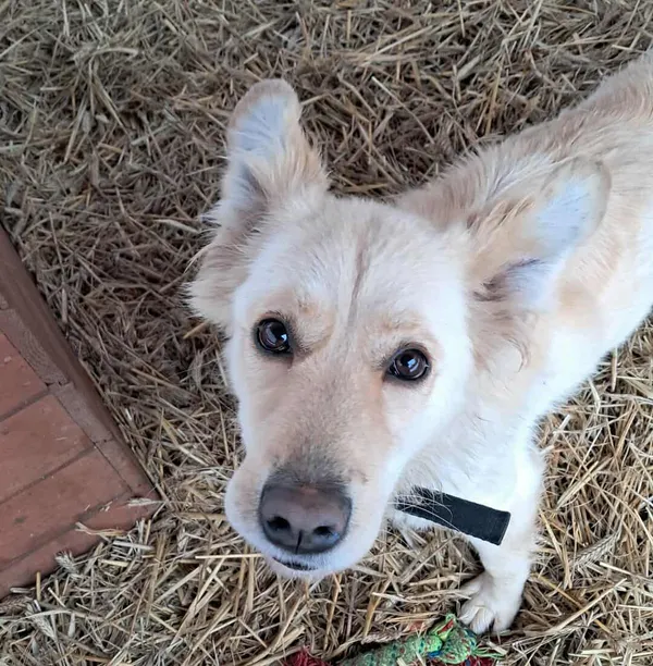 Pies do adopcji, Olsztyn, 1 listopada 2025 (3/4)