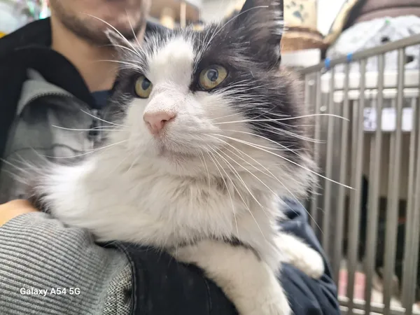 Kot do adopcji, Orzechowce, 25 listopada 2025 (1/5)