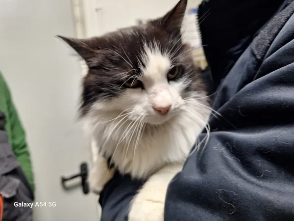 Kot do adopcji, Orzechowce, 25 listopada 2025 (2/5)