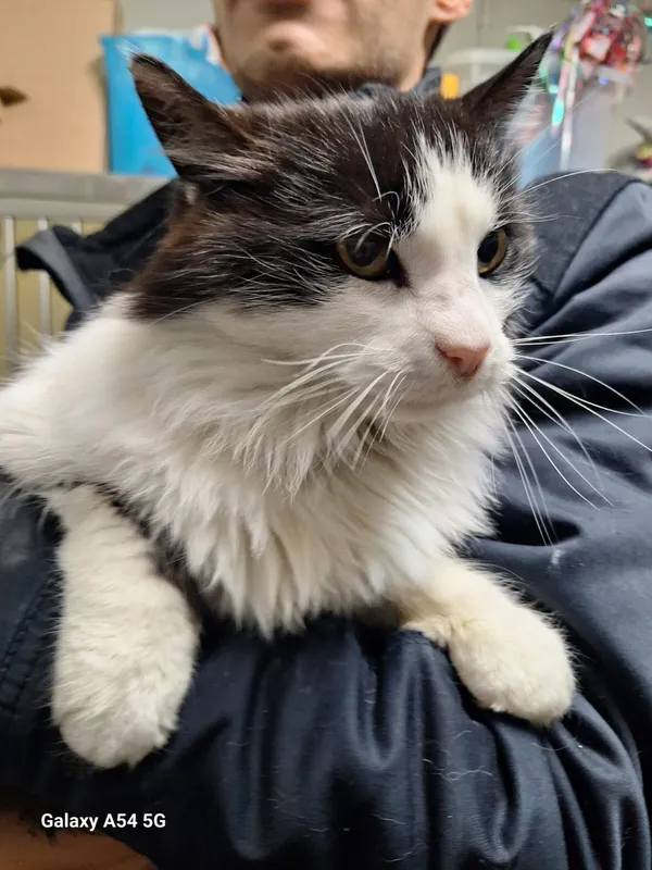 Kot do adopcji, Orzechowce, 25 listopada 2025 (3/5)