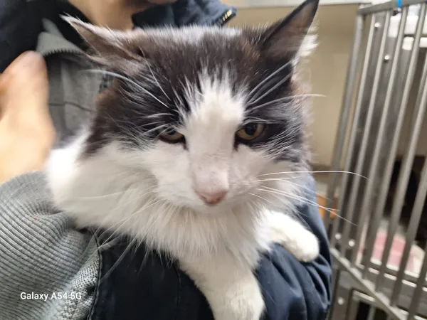 Kot do adopcji, Orzechowce, 25 listopada 2025 (4/5)