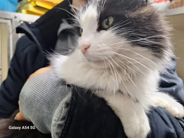 Kot do adopcji, Orzechowce, 25 listopada 2025 (5/5)