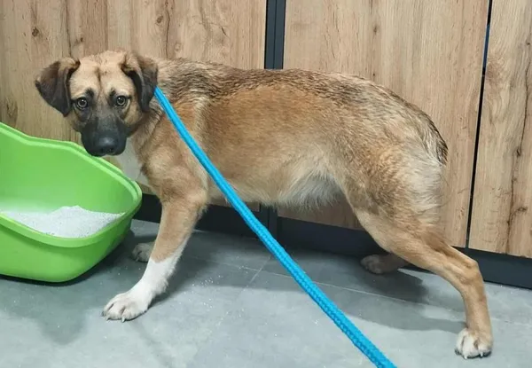 Znaleziono psa, Toruń, 26 listopada 2025