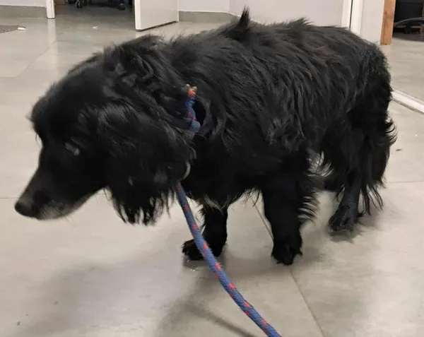 Znaleziono psa, Toruń, 24 listopada 2025