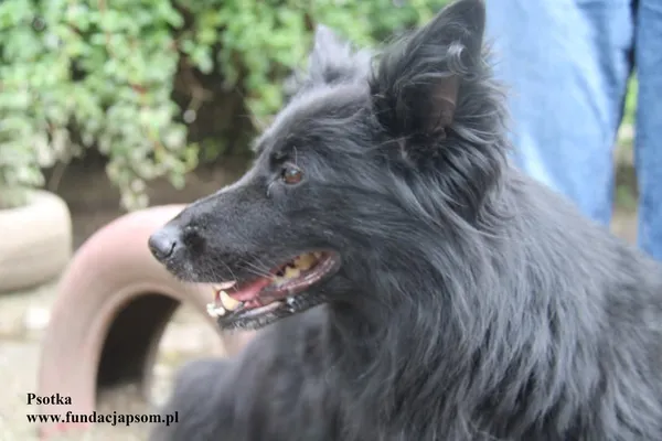 Oddam psa, Warszawa, Pelcowizna, 27 listopada 2025 (3/3)