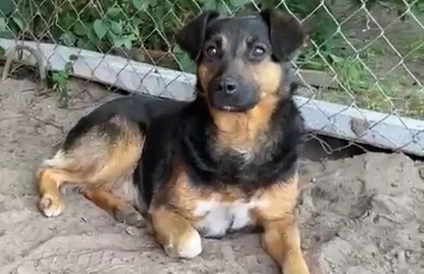 Pies do adopcji, Głowno, 26 listopada 2025 (3/3)