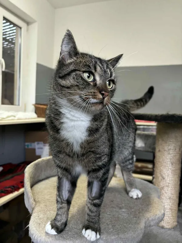 Kot do adopcji, Olsztyn, 8 listopada 2025 (1/2)