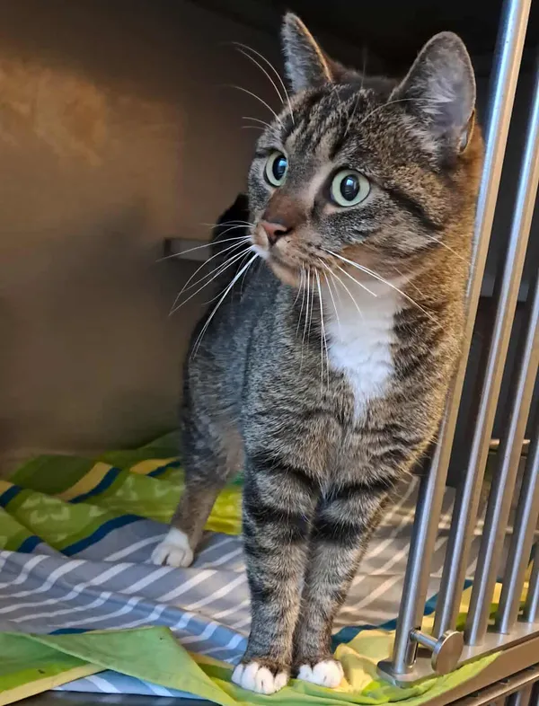 Kot do adopcji, Olsztyn, 8 listopada 2025 (2/2)