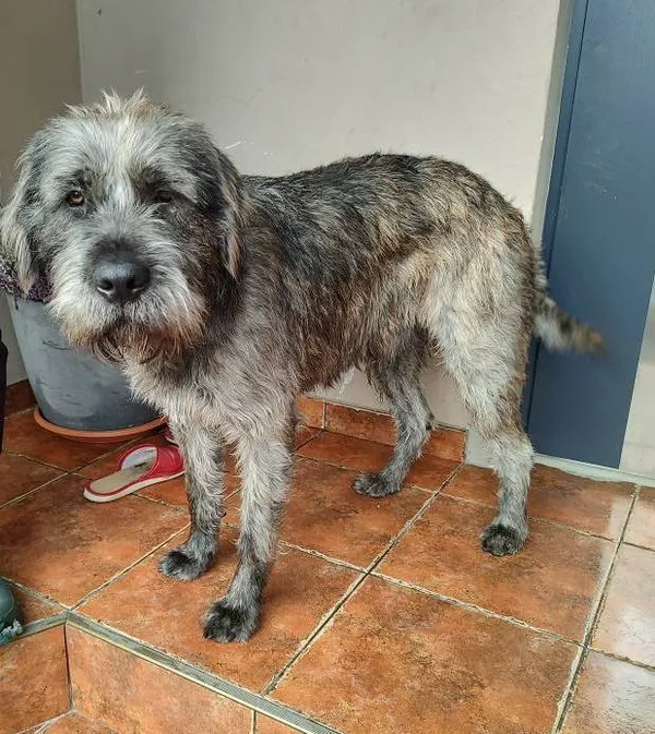 Pies do adopcji, Zgierz, 27 listopada 2025 (3/4)