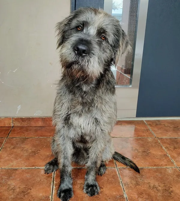 Pies do adopcji, Zgierz, 27 listopada 2025 (4/4)