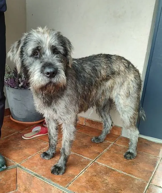 Pies do adopcji, Zgierz, 27 listopada 2025 (1/4)