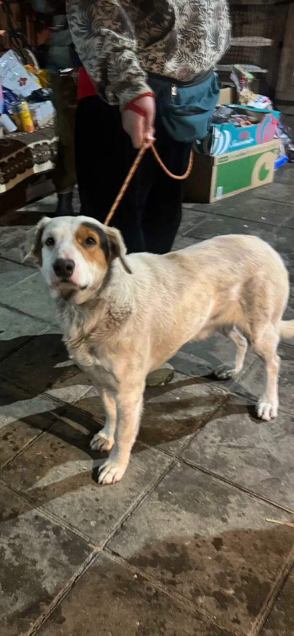 Pies do adopcji, Zgierz, 27 listopada 2025