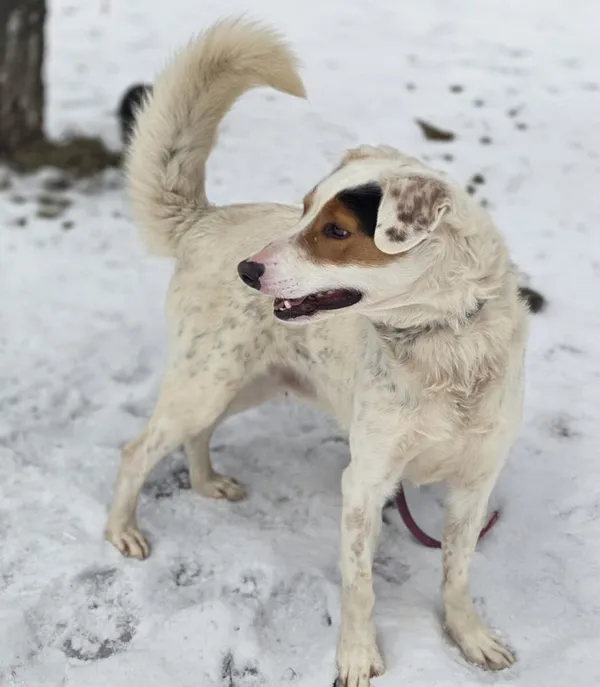 Pies do adopcji, Zgierz, 27 listopada 2025 (3/3)