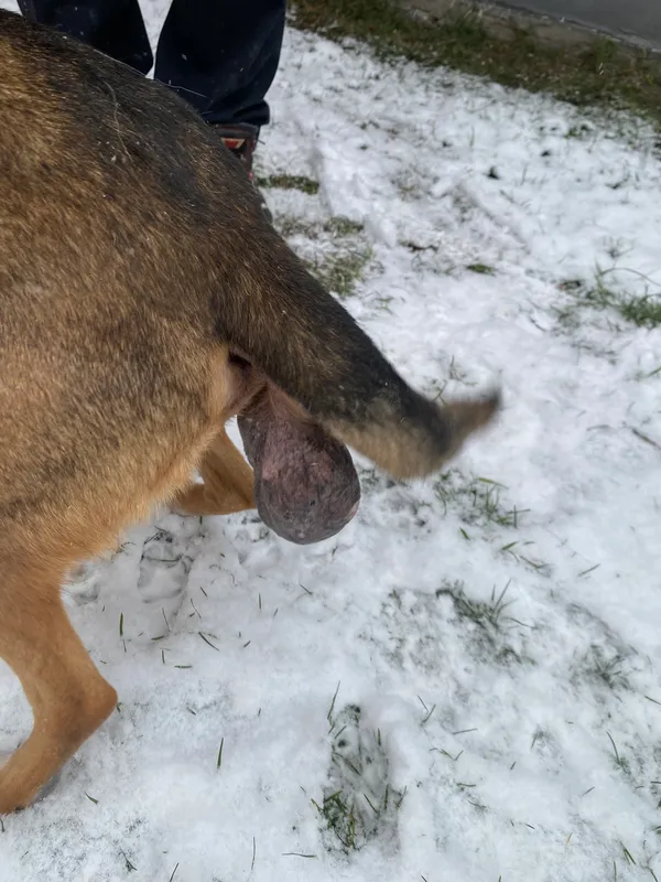 Znaleziono psa, Czartki, 26 listopada 2025 (3/3)