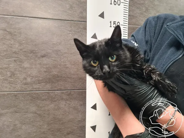 Kot do adopcji, Chełmek, 12 listopada 2025