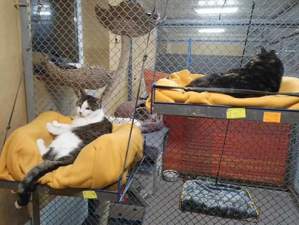 Kot do adopcji, gmina Platerówka, 27 listopada 2025 (1/4)