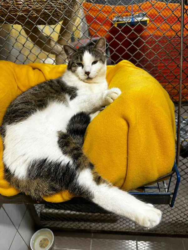 Kot do adopcji, gmina Platerówka, 27 listopada 2025 (2/4)