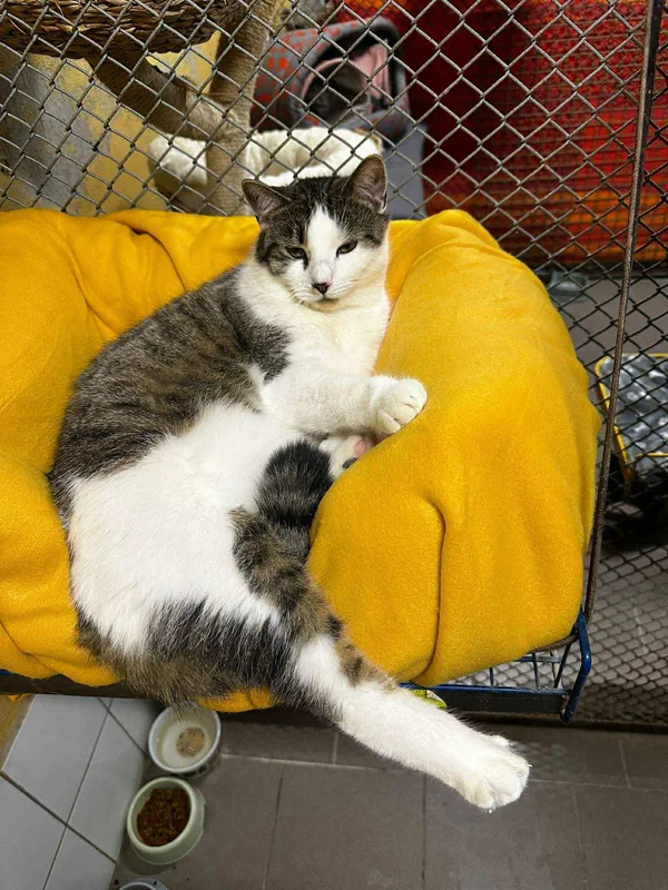 Kot do adopcji, gmina Platerówka, 27 listopada 2025 (3/4)