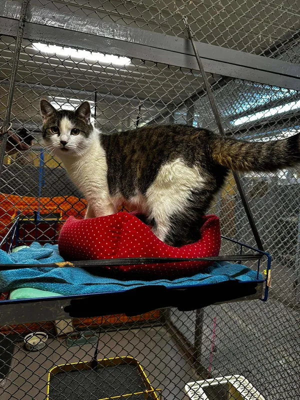 Kot do adopcji, gmina Platerówka, 27 listopada 2025 (4/4)