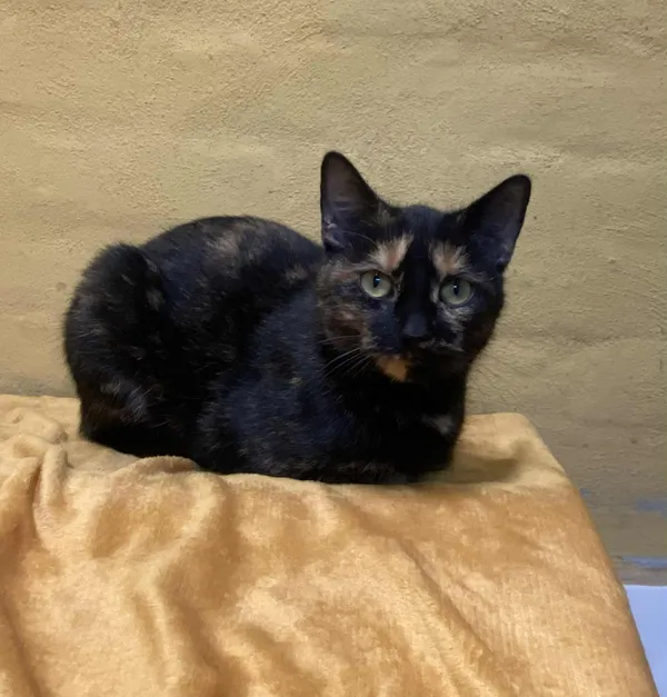 Kot do adopcji, gmina Platerówka, 27 listopada 2025 (1/2)