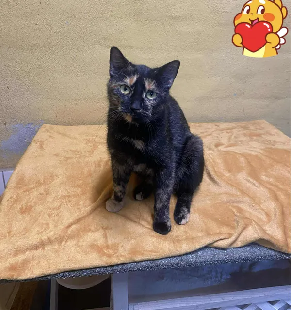 Kot do adopcji, gmina Platerówka, 27 listopada 2025 (2/2)