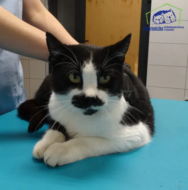 Znaleziono kota, Szczecin, 27 listopada 2025 (1/2)