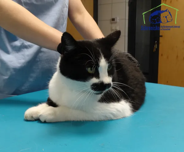 Znaleziono kota, Szczecin, 27 listopada 2025 (2/2)