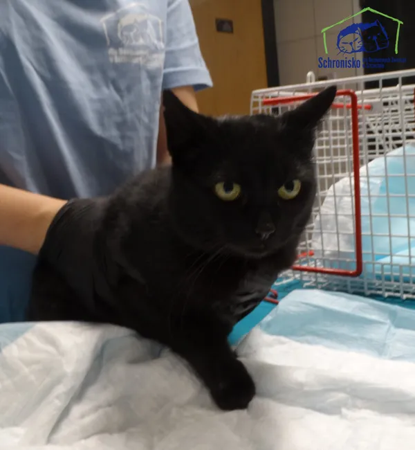 Znaleziono kota, Szczecin, 26 listopada 2025 (2/2)