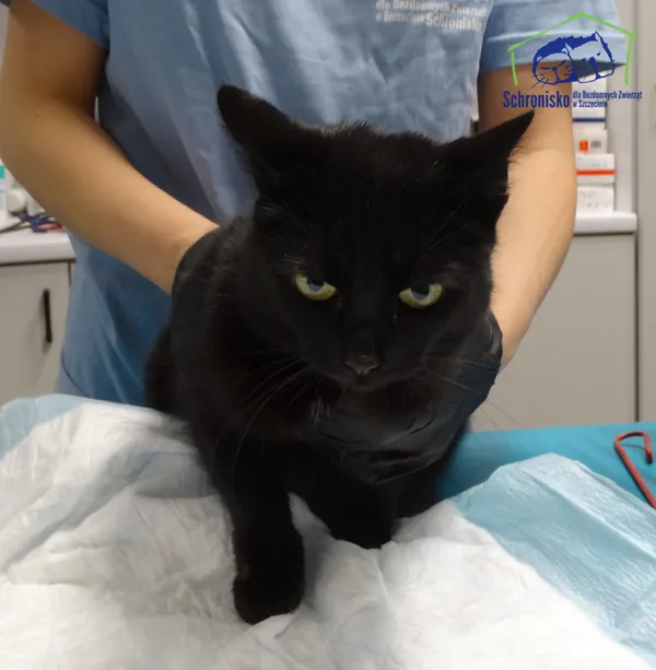 Znaleziono kota, Szczecin, 26 listopada 2025 (1/2)