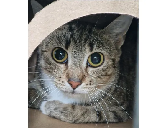 Kot do adopcji, Wrocław, 24 listopada 2025