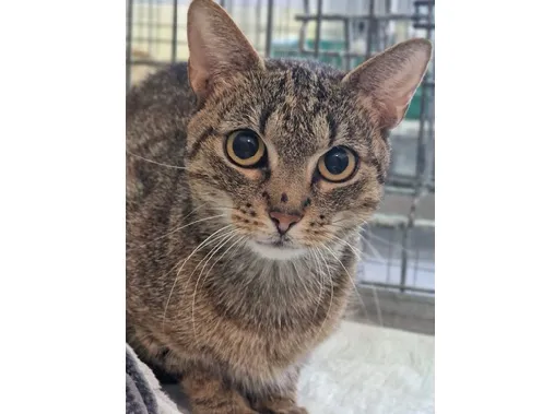 Kot do adopcji, Wrocław, 5 listopada 2025