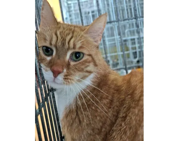 Kot do adopcji, Wrocław, 22 listopada 2025