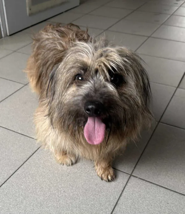 Znaleziono psa, Lublin, 27 listopada 2025