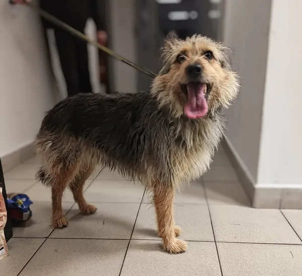 Znaleziono psa, Lublin, 27 listopada 2025