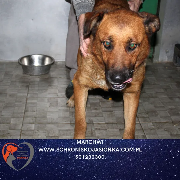 Pies do adopcji, Dębniak, 21 listopada 2025
