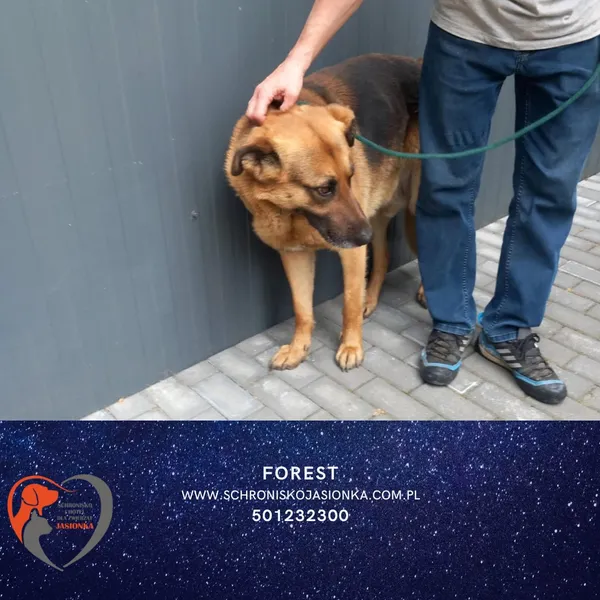 Pies do adopcji, Dębniak, 26 maja 2025