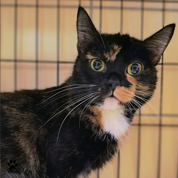 Kot do adopcji, Gdynia, 28 listopada 2025 (2/5)