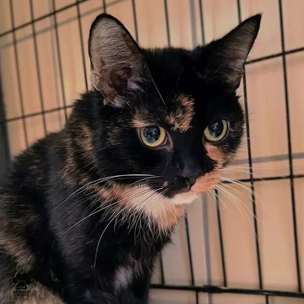 Kot do adopcji, Gdynia, 28 listopada 2025 (3/5)