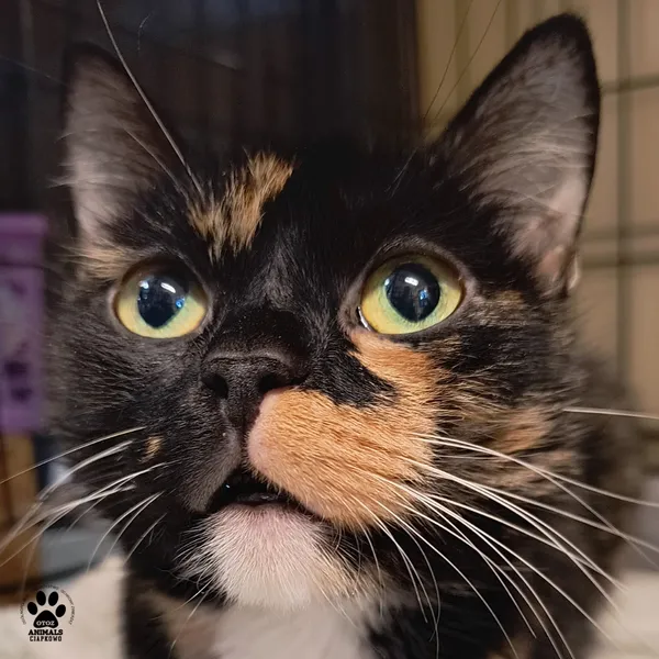 Kot do adopcji, Gdynia, 28 listopada 2025 (4/5)