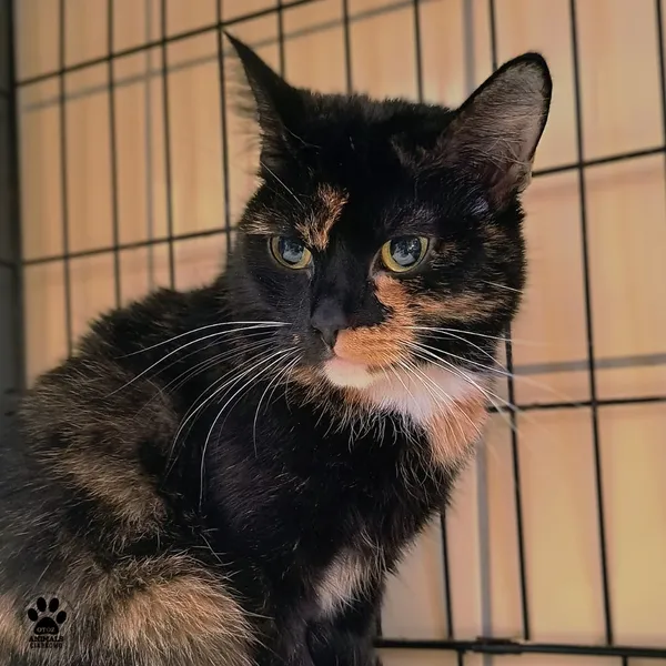 Kot do adopcji, Gdynia, 28 listopada 2025 (5/5)