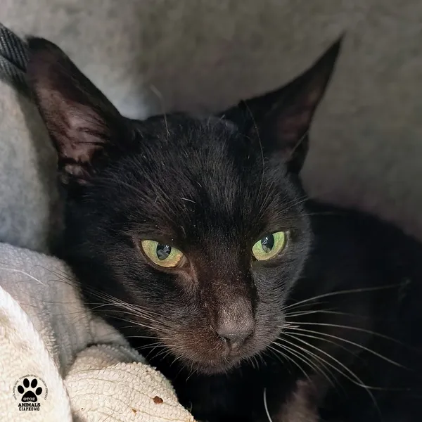 Kot do adopcji, Gdynia, 28 listopada 2025 (4/4)