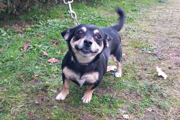 Pies do adopcji, Henrykowo, 22 października 2025