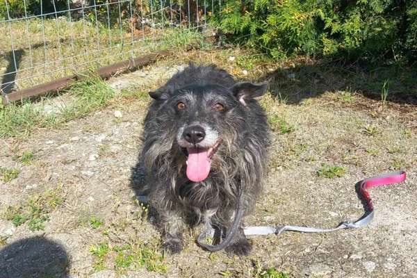 Pies do adopcji, Henrykowo, 23 sierpnia 2025 (1/4)