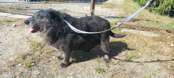 Pies do adopcji, Henrykowo, 23 sierpnia 2025 (3/4)