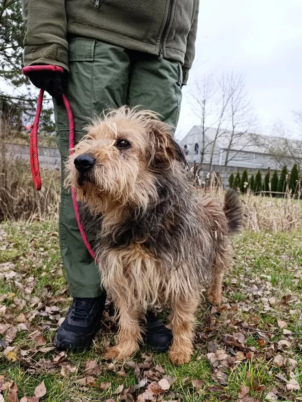 Pies do adopcji, Bełchatów, 29 maja 2025 (1/5)