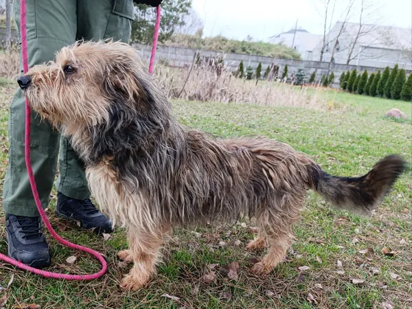 Pies do adopcji, Bełchatów, 29 maja 2025 (4/5)