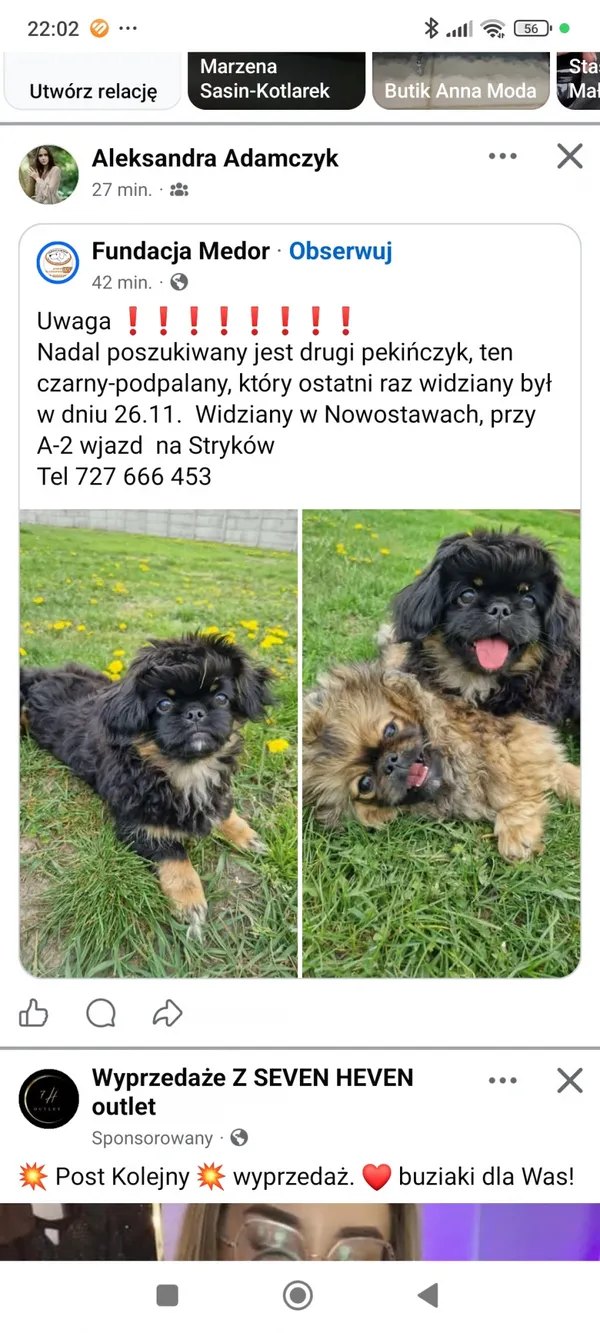 Zaginął pies, Łódź, 27 listopada 2025