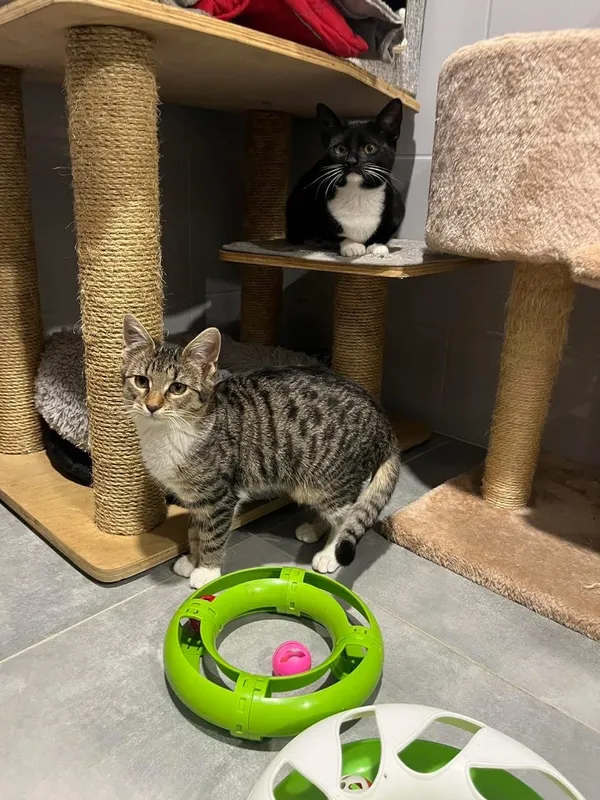 Kot do adopcji, Tychy, 25 września 2025