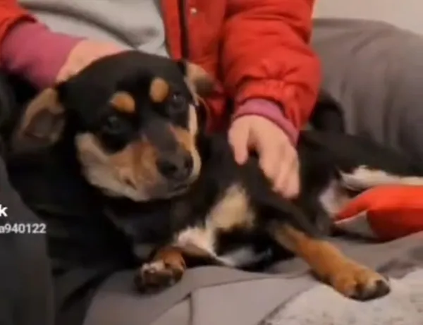 Pies do adopcji, Radom, 27 listopada 2025