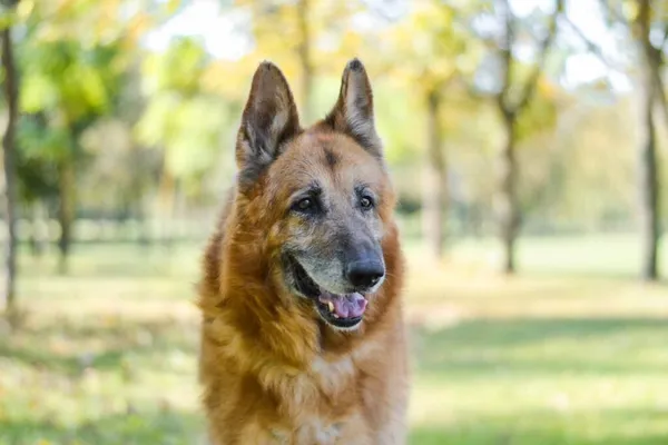 Pies do adopcji, Radom, 27 listopada 2025 (1/5)